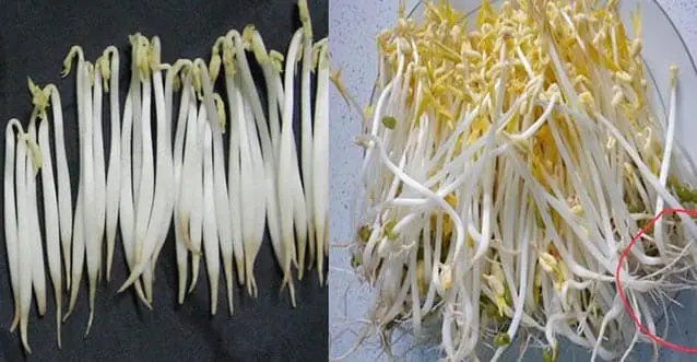 Ph&acirc;n biệt gi&aacute; &ldquo;bẩn&rdquo; v&agrave; gi&aacute; &ldquo;sạch&rdquo;