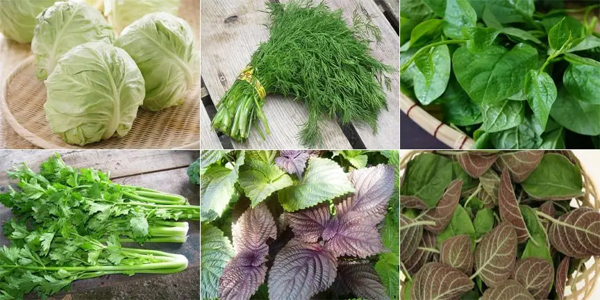 thực phẩm chữa trào ngược dạ dày