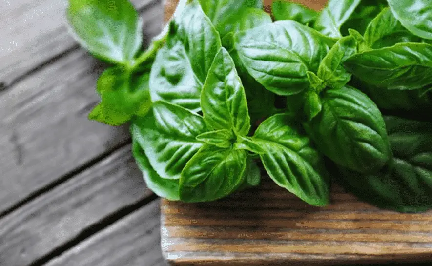 Thời tiết thay đổi, Mẹ chọn m&oacute;n c&oacute; l&aacute; h&uacute;ng quế để gi&uacute;p cả nh&agrave; ph&ograve;ng tr&aacute;nh bệnh cảm vặt