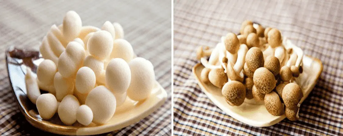Nấm linh chi chế biến như thế n&agrave;o để giữ trọn dinh dưỡng?
